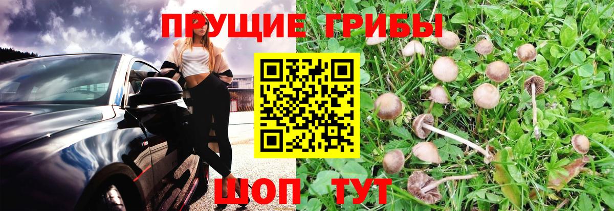 где купить наркоту  Псилоцибиновые грибы ЛСД  Мелеуз  Вход с VPN  Псилоцибиновые грибы прущие грибы 